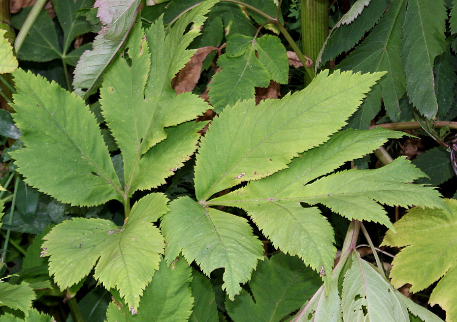 Изображение особи Angelica gigas.