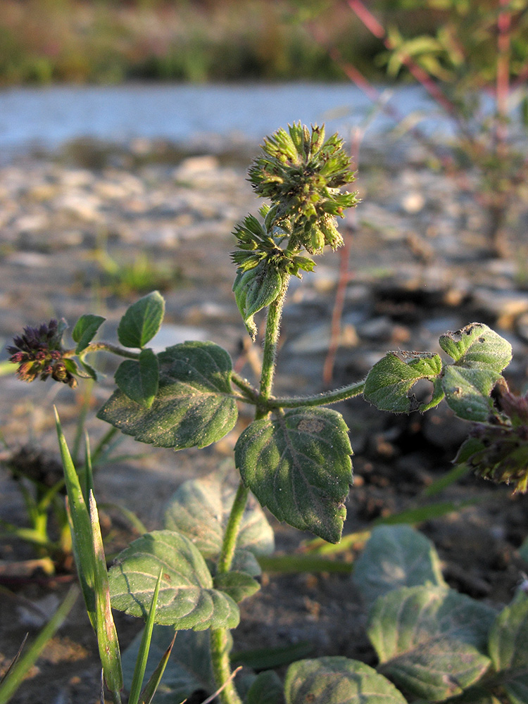 Image of Mentha aquatica specimen.