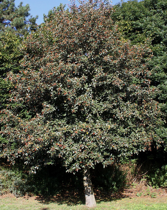 Изображение особи Sorbus intermedia.