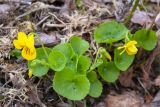 Viola biflora. Цветущее растение. Кольский п-ов, Хибины, подножие у южного склона массива Кукисвумчорр. 17.06.2013.