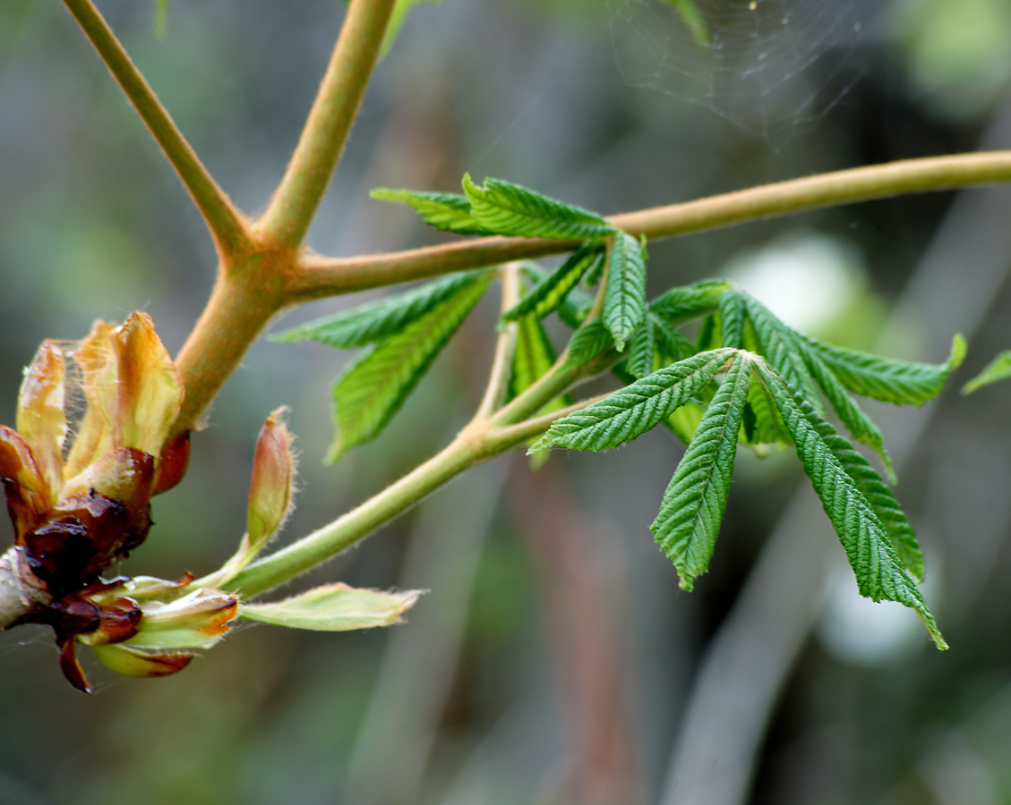 Image of Aesculus hippocastanum specimen.