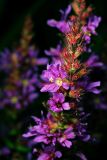 Lythrum salicaria. Верхушка соцветия. Московская обл., Раменский р-н, окр. ж.-д. платформы Хрипань, просека под ЛЭП. 28.07.2013.