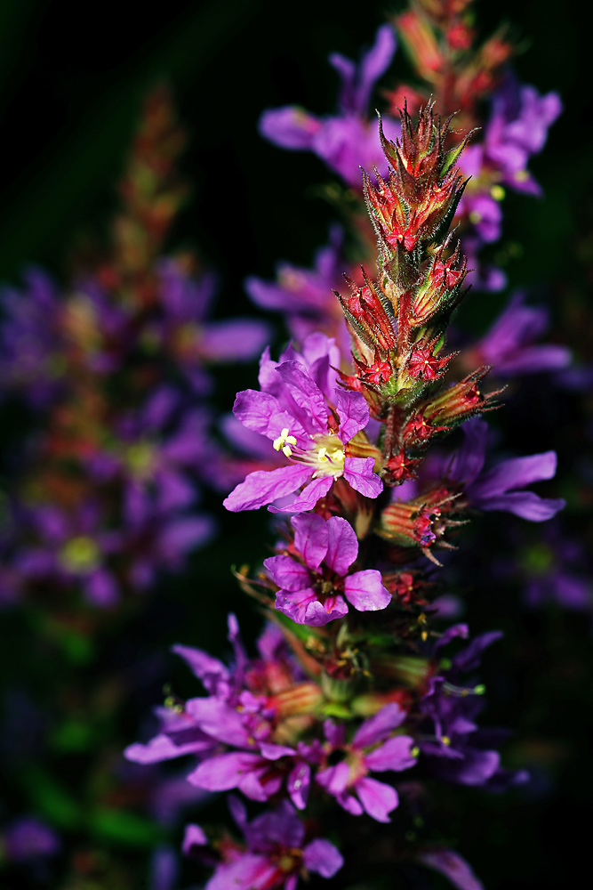 Image of Lythrum salicaria specimen.