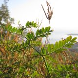 Securigera varia