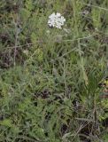 Semenovia transiliensis. Цветущее растение. Южный Казахстан, Заилийский Алатау, выше Чимбулака, 2200 м н.у.м. 01.07.2013.