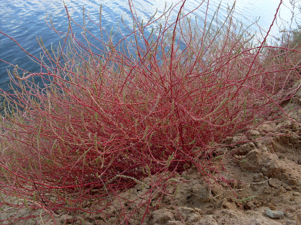Image of Corispermum orientale specimen.