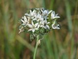 Allium ramosum