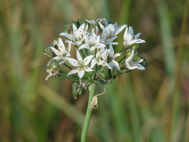 Image of Allium ramosum specimen.