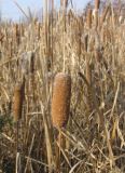 Typha &times; glauca