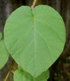Actinidia chinensis variety deliciosa. Лист. Германия, г. Дюссельдорф, Ботанический сад университета. 14.08.2013.