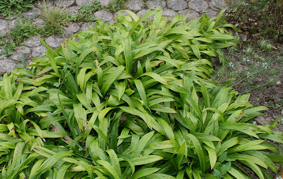 Image of Carex plantaginea specimen.