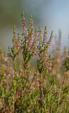 Calluna vulgaris. Верхушка расцветающего растения. Ленинградская обл., Кургальский п-ов. 18.07.2011.