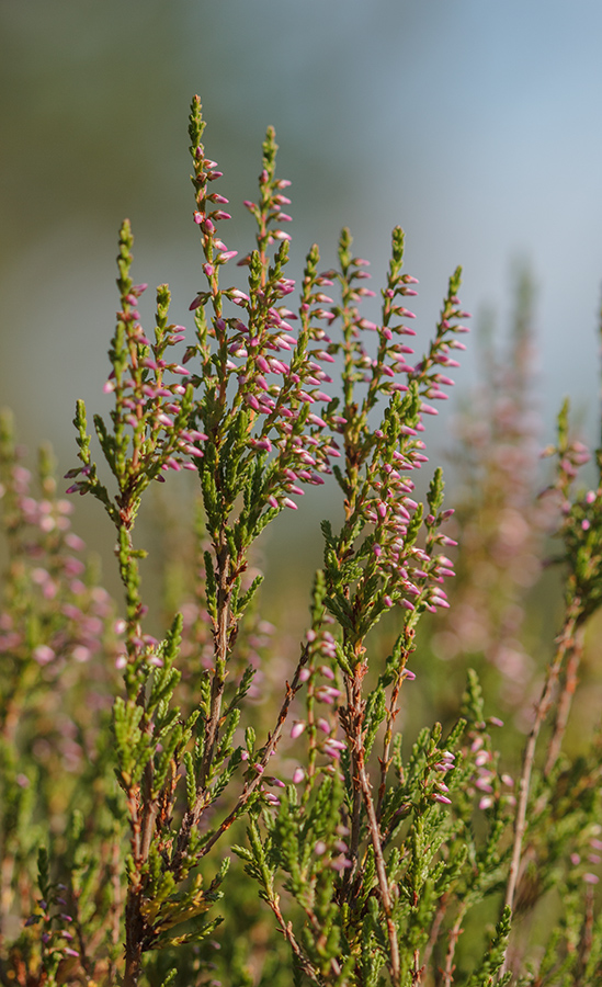 Image of Calluna vulgaris specimen.