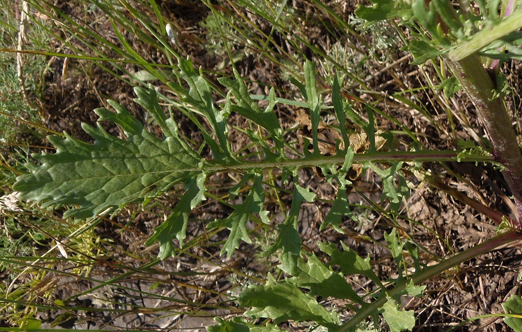 Изображение особи Senecio borysthenicus.