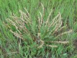 Oxytropis candicans