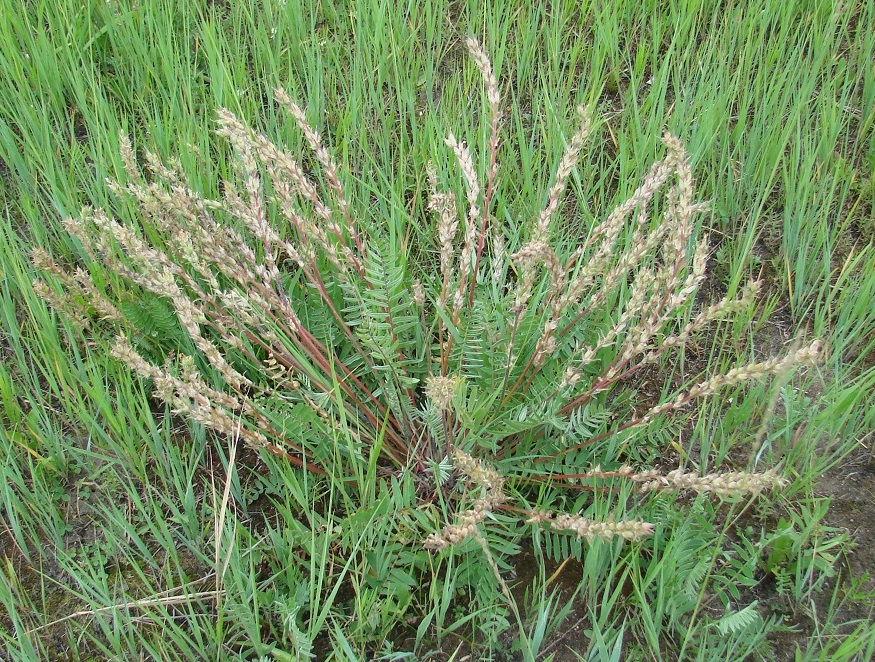 Изображение особи Oxytropis candicans.