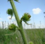 Agrimonia asiatica