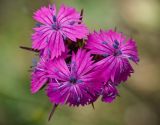 Dianthus capitatus