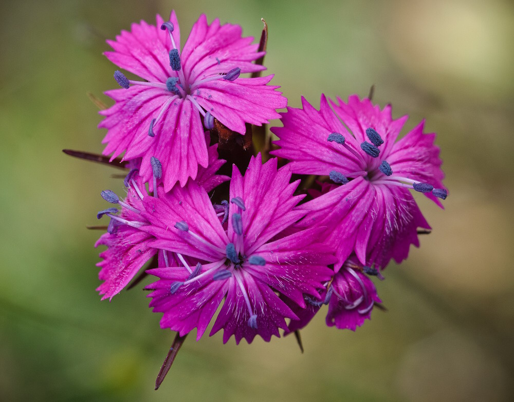 Image of Dianthus capitatus specimen.