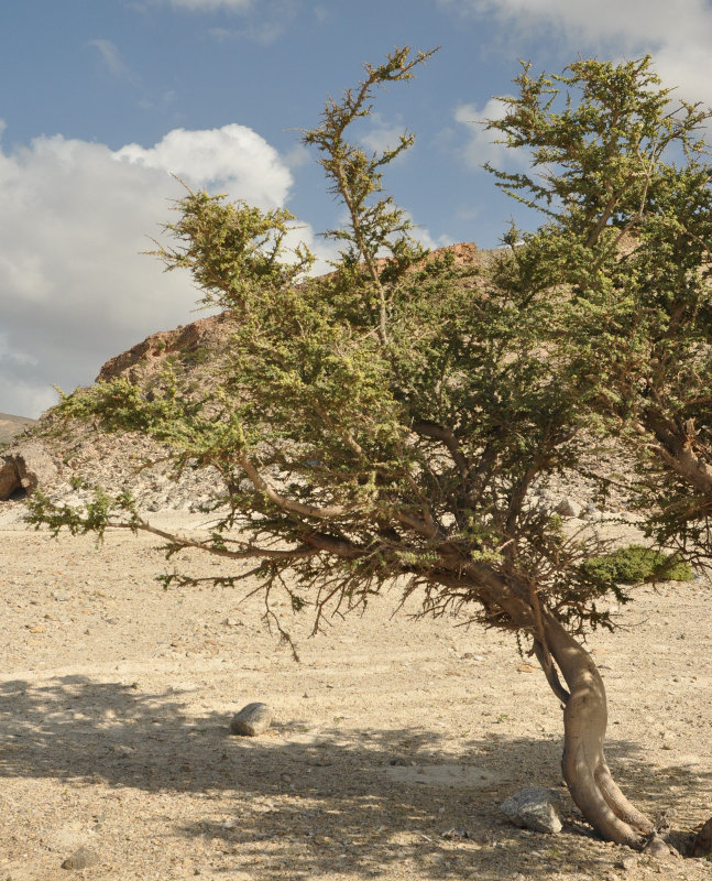 Изображение особи Vachellia oerfota var. brevifolia.