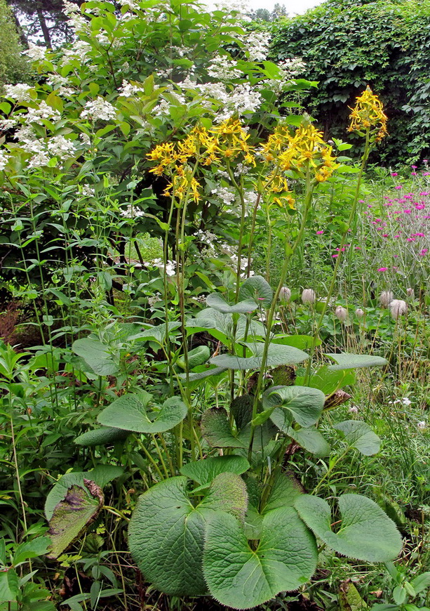 Image of Ligularia splendens specimen.