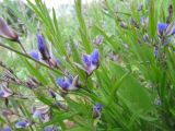 Polygala sibirica. Часть побега с цветками. Пермский край, Кунгурский р-н, окр. с. Филипповка, северная часть Кунгурской лесостепи, гора Ледяная, южный склон. 14.06.2013.