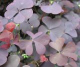 Oxalis stricta