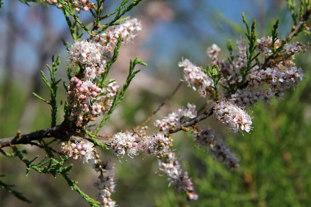 Image of Tamarix hampeana specimen.