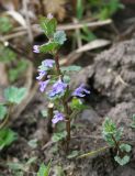 Glechoma hederacea