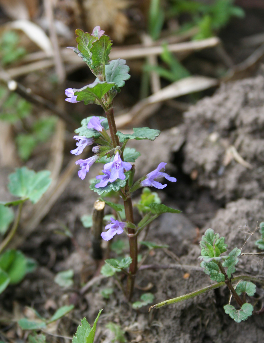 Изображение особи Glechoma hederacea.