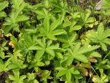 Potentilla chrysantha