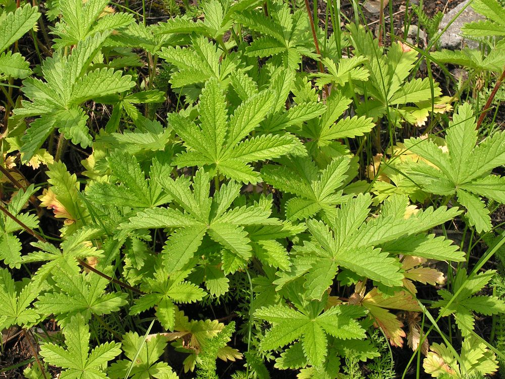 Image of Potentilla chrysantha specimen.