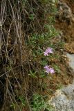 Thymus roegneri