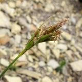 genus Carex