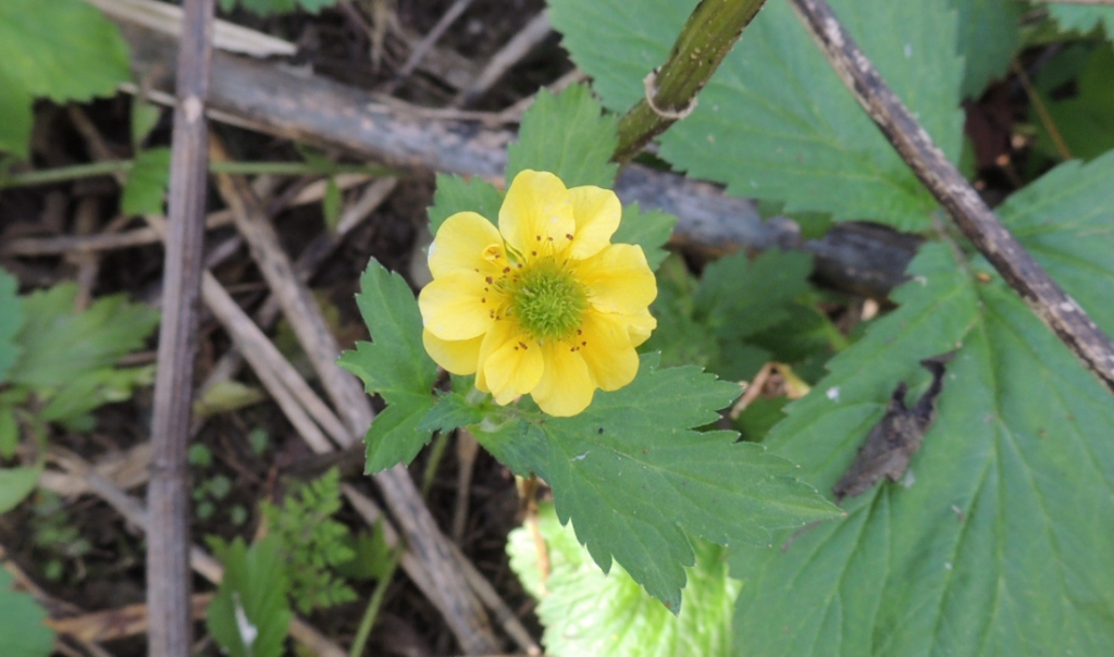 Изображение особи Geum aleppicum.