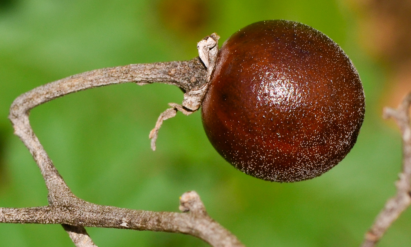 Image of Solanum elaeagnifolium specimen.