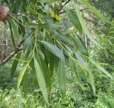 genus Salix. Ветвь. Московская обл., Лотошинский р-н, окр. дер. Савостино. 28.05.2014.