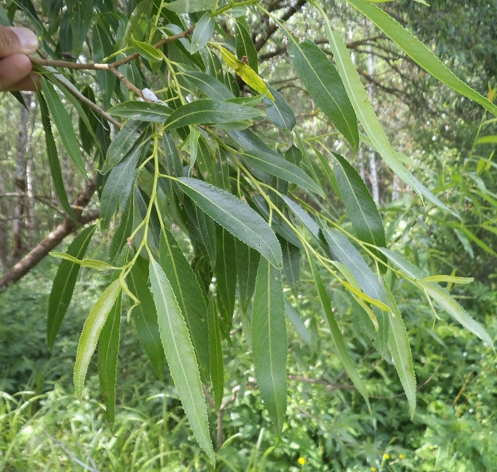 Image of genus Salix specimen.