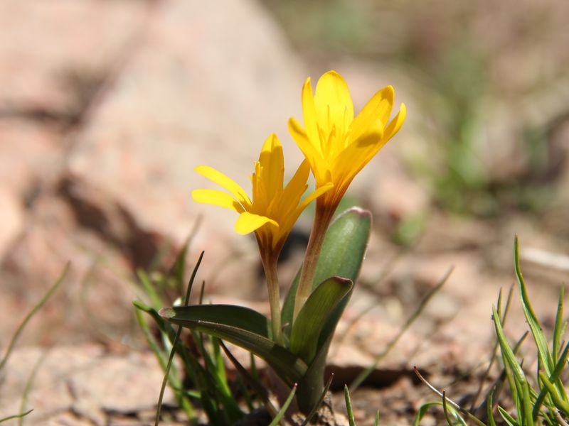 Изображение особи Colchicum luteum.