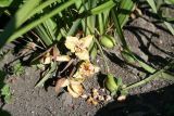 Iris ruthenica