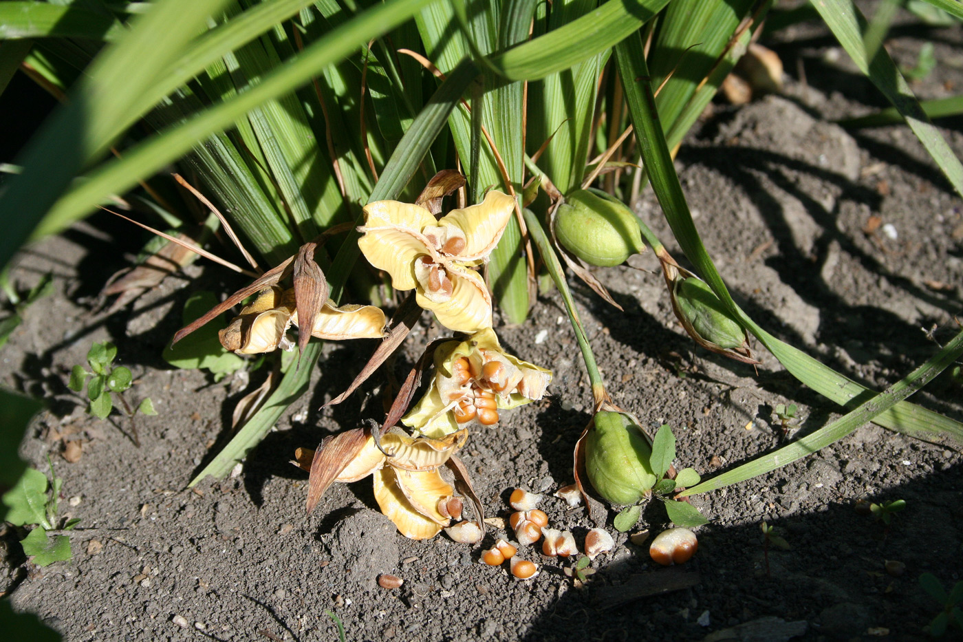 Image of Iris ruthenica specimen.