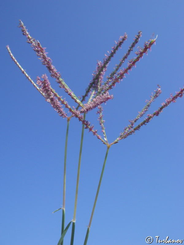 Image of Cynodon dactylon specimen.