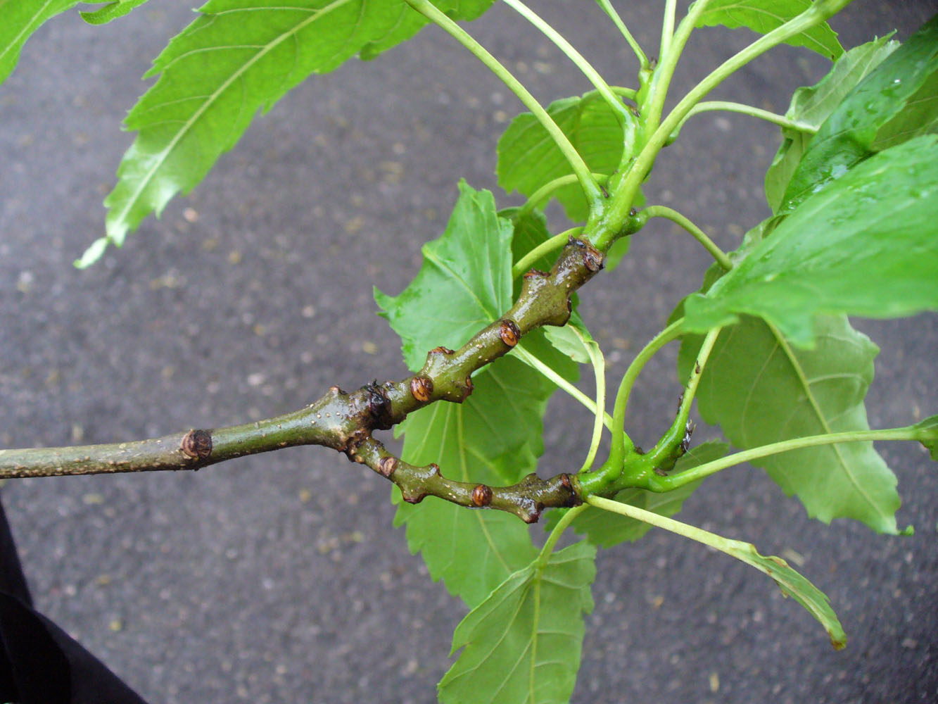 Image of Fraxinus excelsior var. diversifolia specimen.