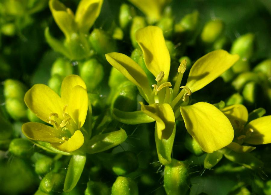 Image of Bunias orientalis specimen.