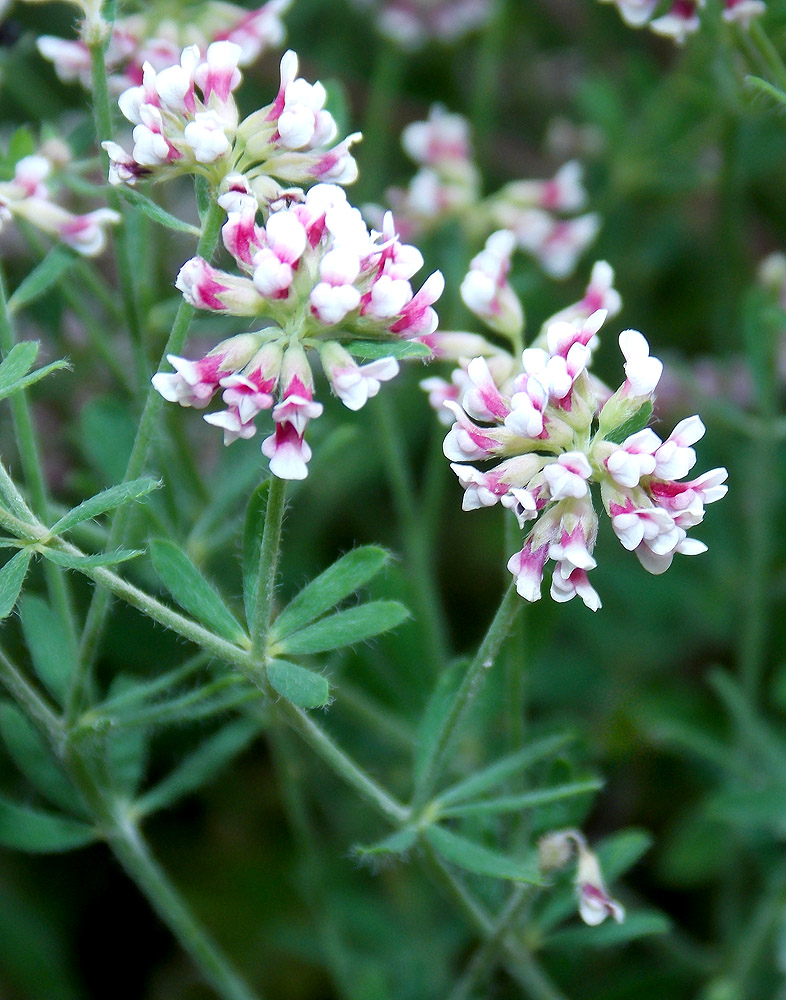 Image of Dorycnium herbaceum specimen.