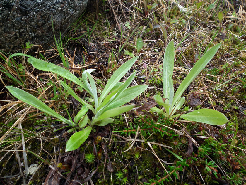 Image of Omalotheca norvegica specimen.