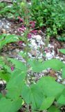 Stachys sylvatica