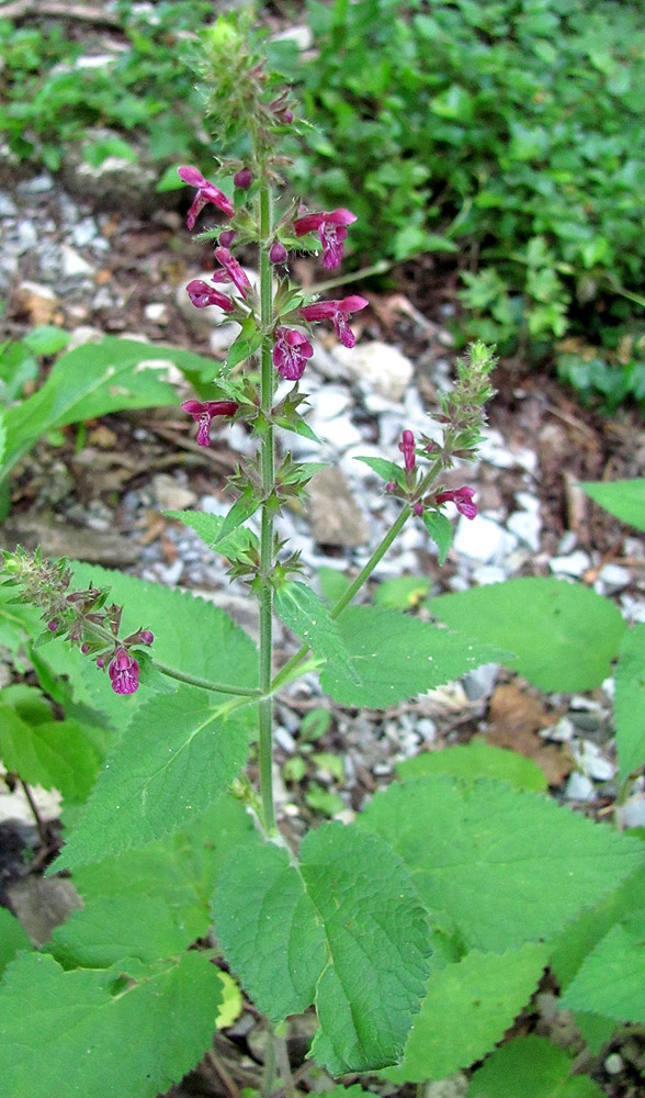 Изображение особи Stachys sylvatica.