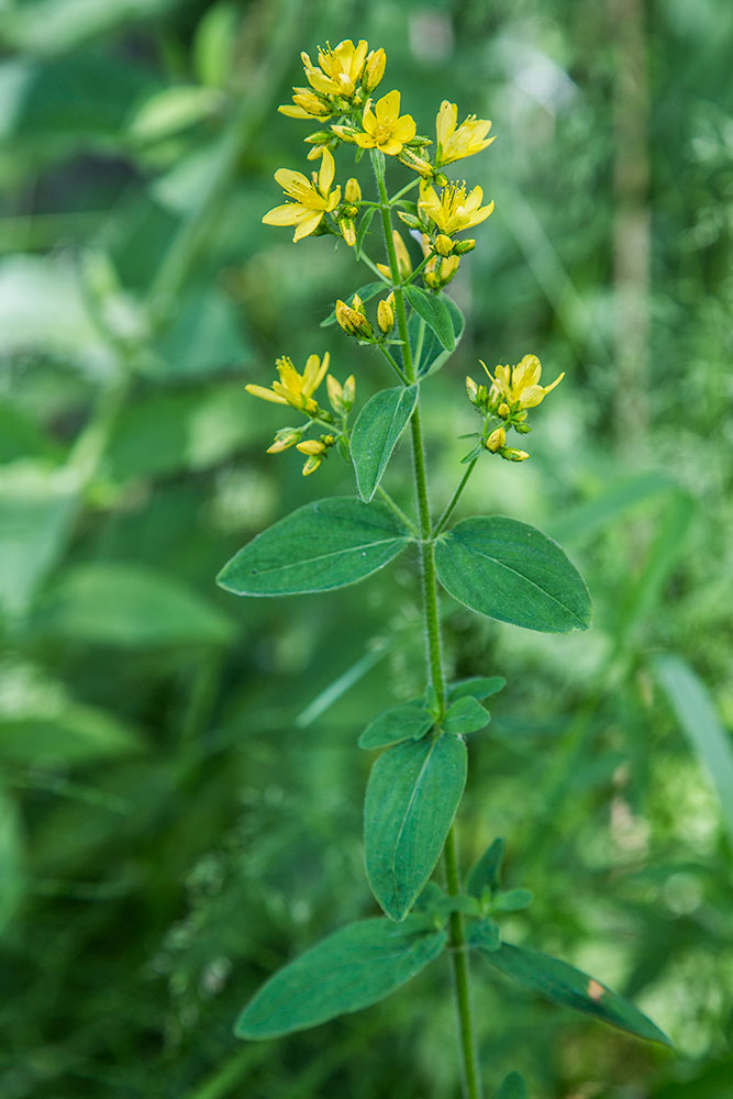 Изображение особи Hypericum hirsutum.