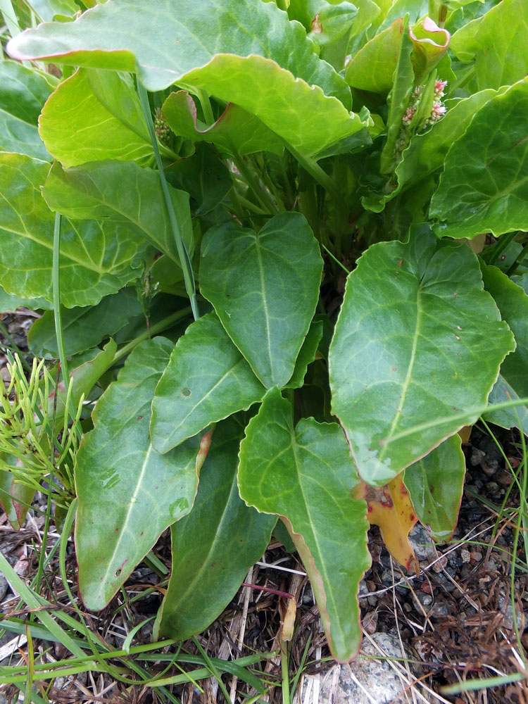 Image of Rumex lapponicus specimen.